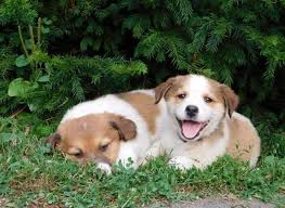 Border collies near portland, oregon. Border Collies For Sale Portland Or