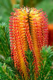 Banksia Flower Flowers Australian Native Flowers Flowering Shrubs