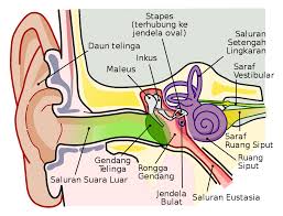 Materi sistem saraf merupakan salah satu materi yang akan anda pelajari pada mata pelajaran ipa atau biologi. Gendang Telinga Wikipedia Bahasa Indonesia Ensiklopedia Bebas