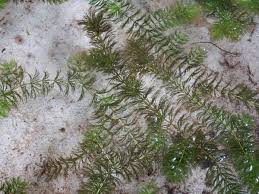 Image result for Hydrilla