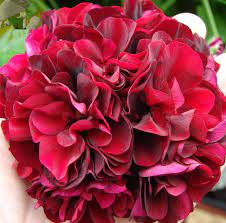 Special Offer Pretty Dark Red Geranium Pelargonium Seeds 50 Seeds Perennial Big Blooms Plant Wedding De Geraniums Geranium Flower Plants For Hanging Baskets