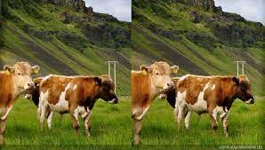 How To Cross Your Eyes To See 3d Cross Eyed Images Of Cows Image