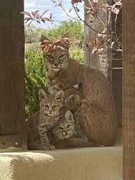 Woman Records A Bobcat Family Having A Blast On Her Front Porch In 2020 Dog Stories Kittens Bobcat