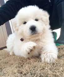 7 Week Old Great Pyrenees Great Pyrenees Puppy Great Pyrenees Pyrenees Puppies