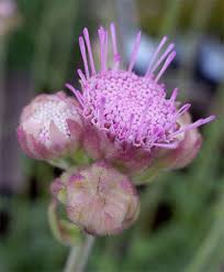 Image result for Vernonia glabra