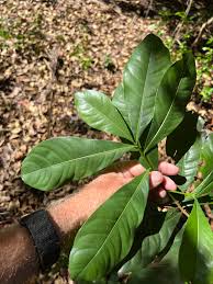Image result for Ochna atropurpurea