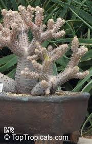 Image result for Pachypodium