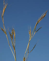 Image result for Hyparrhenia familiaris