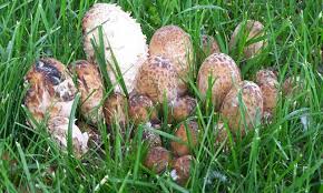 Three Tips On How To Distinguish An Edible Mushroom From A