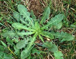 Cat's ear dandelion (hypochaeris radicata) is a perennial weed that is similar to common dandelion. Ohio Weedguide