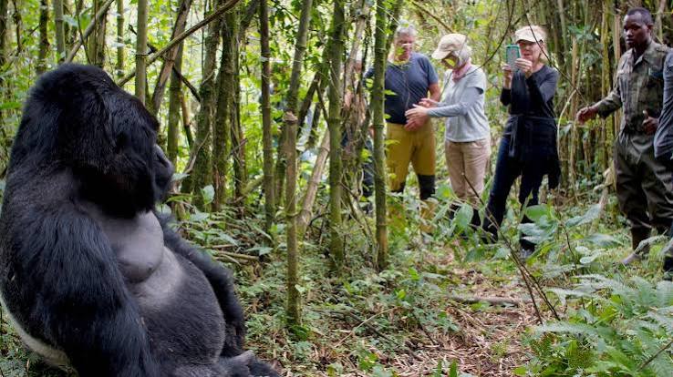 9 Days Rwanda and Uganda Gorilla Combo