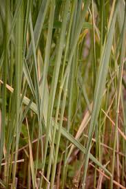 Image result for Agrostis epigejos