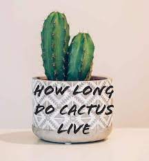 The cactus community on reddit. How Long Do Cactus Live Gardening Brain