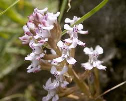 Image result for Disa stairsii