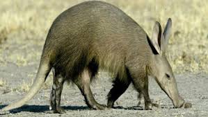 Résultat de recherche d'images pour "aardvark"
