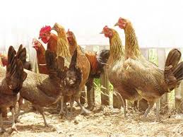 All You Need To Know About Farming Darag Native Chickens