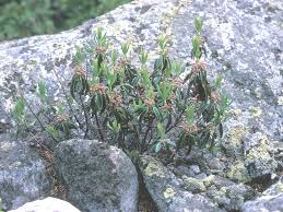 Image result for Clutia angustifolia