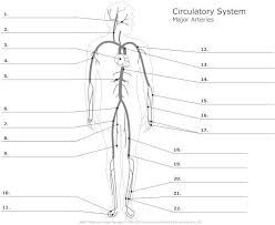 This activity contains 12 questions. Unit 8 Circulatory System Major Arteries Diagram Quizlet