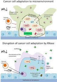 Animal cell wall is made up of rnase. Frontiers Rnases Disrupt The Adaptive Potential Of Malignant Cells Perspectives For Therapy Pharmacology