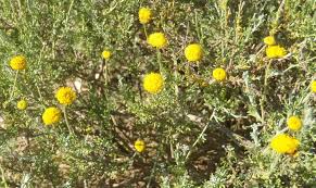 Image result for Pentzia incana