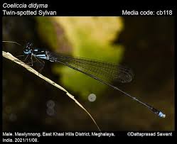 Image result for Seidelia