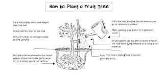 Resources and community for home gardens. A Guide To Planting Fruit Trees Lawnstarter