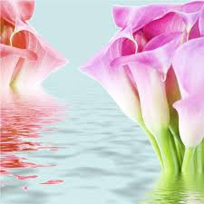 Soalnya, kali ini kita sudah mengumpulkan wallpaper bunga cantik untuk kamu. Gambar Bunga Wallpaper Hp