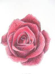 Shaded Rose Shade Roses Rose Colouring Techniques