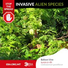 Image result for Cardiospermum grandiflorum