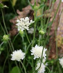 Image result for Scabiosa drakensbergensis