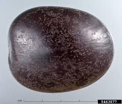 Image result for Entada gigas