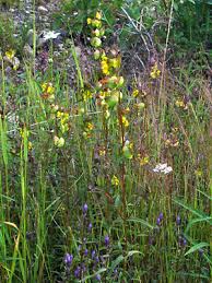 Image result for Rhinacanthus xerophilus