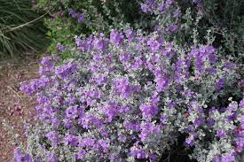 Water Efficient Plants Guide