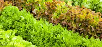 Our gardening for beginners page contains lots of information to help you get started in your garden and get the best from your seeds and plants. The Easiest Vegetables For Beginners To Grow From Seed