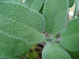 How To Grow Sage Growing Sage Sage Plant Herbs