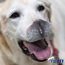 You may crop, resize and customize 1920x1080 dog images and backgrounds. Rare Surgical Procedures Give Man And Dog A New Lease On Life Dvm360