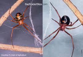 Wipe the bleach from the surface to avoid any bleaching effects. Brown Widow Spider Badspiderbites Com