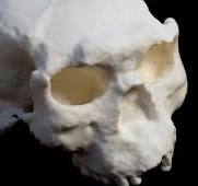 Un antiguo cráneo descubierto en China podría ser un Homo...