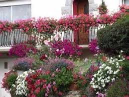 Maison Fleurie Resultats Yahoo France De La Recherche D Images Image Plants Pinterest