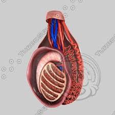Reproductive System 3d Models For Download Turbosquid In 2020 Reproductive System Human Anatomy And Physiology Model
