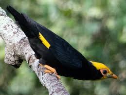 A main classification division among birds is that between. Golden Crested Myna Ebird