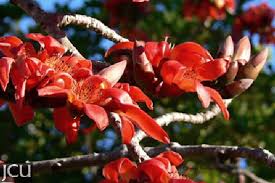 Image result for Bombax