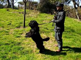 K9 Kopek Egitim Bakim Okulu Ve Danismanlik Hizmetleri Baris Kilic Istanbul Pendik Carsi Www Sektor Gen Tr