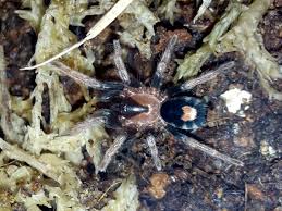 Spiders have been depicted as wise beings or tricksters. Cyriocosmus Elegans 0 5 Sling Arachnoboards