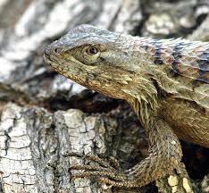 Portrait Of A Texas Spiny Lizard Photograph By Kala King So, since we are family now he needs a name.