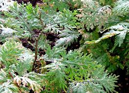 Image result for Selaginella vogelii