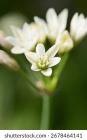 Image result for Tulbaghia fragrans