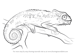 Learn How To Draw A Cape Dwarf Chameleon Reptiles Step By Step Chameleon Art Drawings Animal Sketches