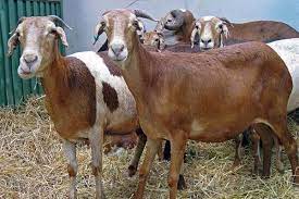 Kambing ini disifatkan sebagai tahan lasak dan mudah sesuai dengan alam sekitar. Cara Ternak Kambing Kampung Yang Menguntungkan