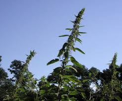 Image result for Urtica